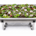 Radish and Red Onion Salad